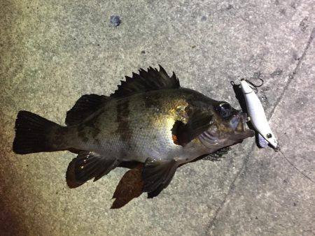 でた！デカガシラ！30cm