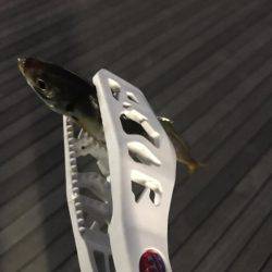 今日もアジング