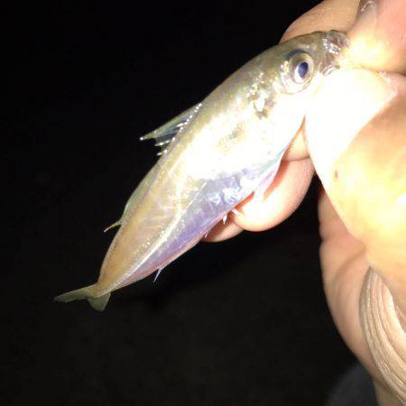 アジとサバ！！垂水漁港で爆超(ﾟ∀ﾟ)