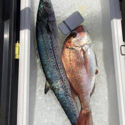 ブリを求めて！