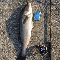 朝シーバス+オマケ