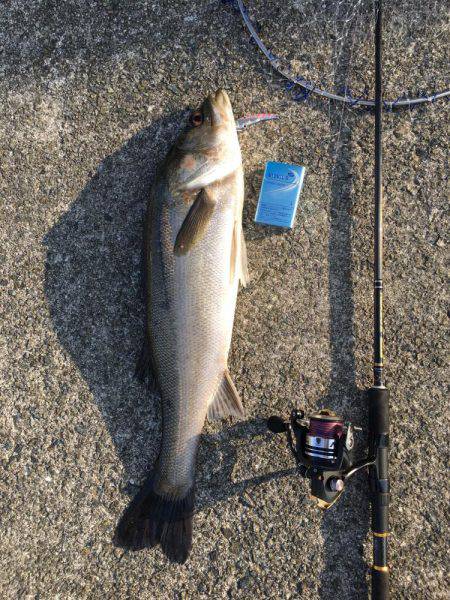 朝シーバス+オマケ