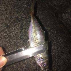 渋くなって来た横浜アジング！