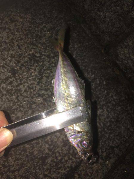 渋くなって来た横浜アジング！