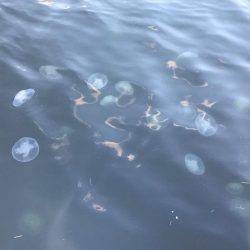 3たびのアジング！