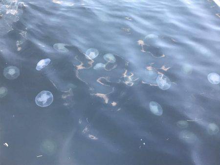 3たびのアジング！