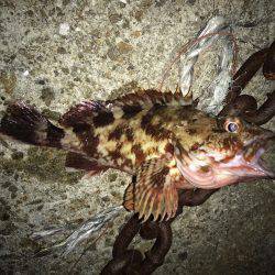 垂水漁港の主が釣れちゃいました(゚∀゚)