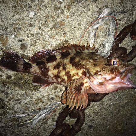 垂水漁港の主が釣れちゃいました(゚∀゚)