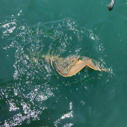 内瀬釣りセンターでの釣果