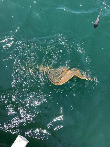 内瀬釣りセンターでの釣果