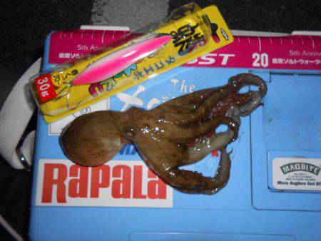 釣って楽しい食べて美味しいタコゲット！