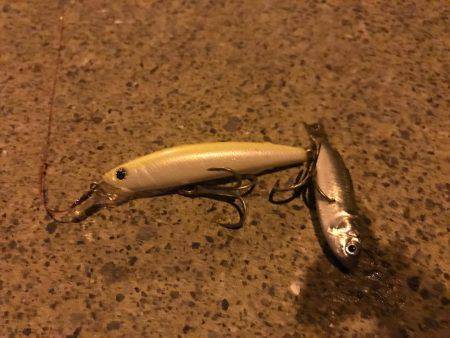 荒川シーバス、ハクパターン！