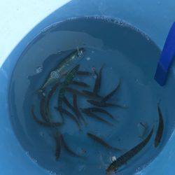 小松島赤石ふ頭で豆アジ100匹