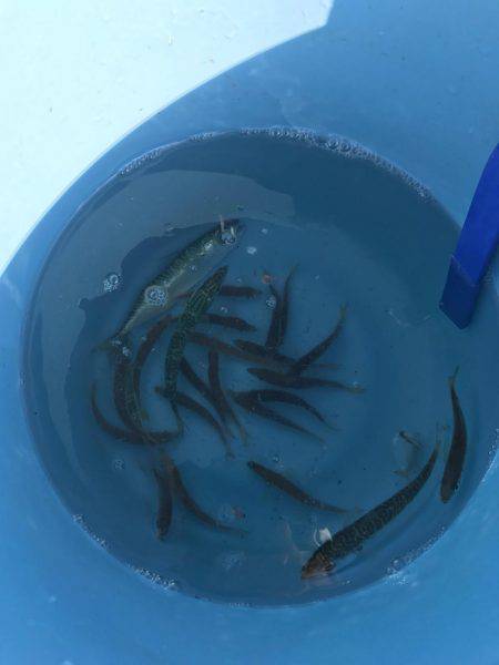 小松島赤石ふ頭で豆アジ100匹