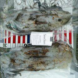 ２年越しの春アオリ