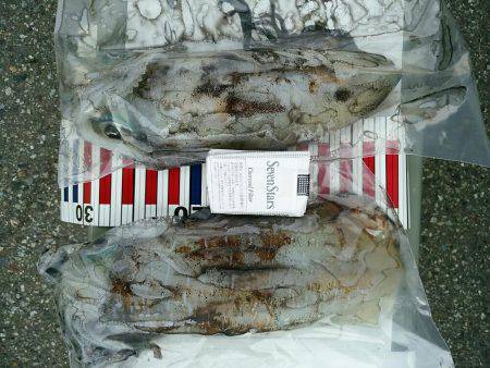 ２年越しの春アオリ