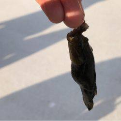 ハゼの季節になりましたね！