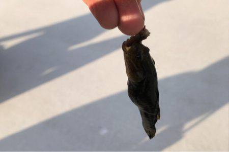 ハゼの季節になりましたね！