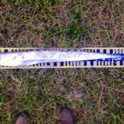 まさかのタチウオ!それも