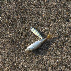 水温あがったかな？