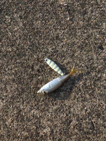 水温あがったかな？