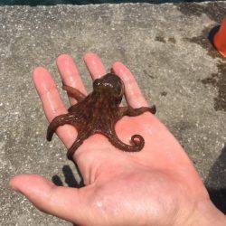 軟体祭り、、、キスはいづこへ、、、