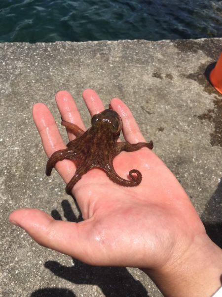 軟体祭り、、、キスはいづこへ、、、