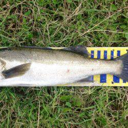 シーバスラッシュ