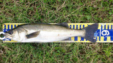 シーバスラッシュ