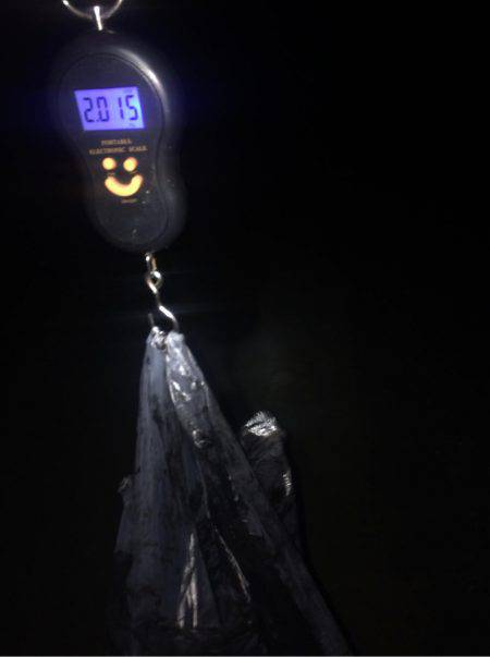 デカアオリイカ