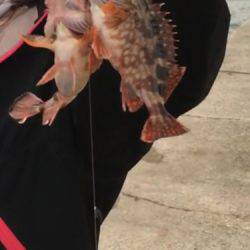 淡路島ガシラ、今期初アジ！