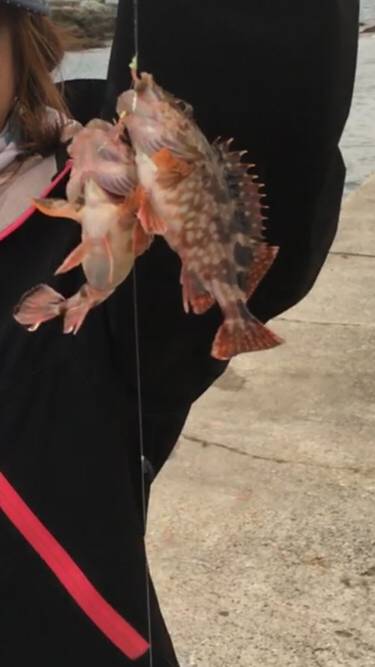 淡路島ガシラ、今期初アジ！