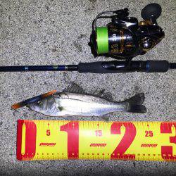 ナイトシーバス