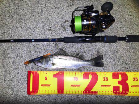 ナイトシーバス