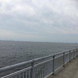 小鯖とツバス狙い