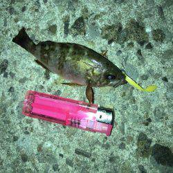 アジング不発、小メバルのみ