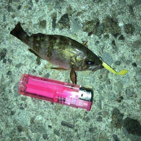 アジング不発、小メバルのみ