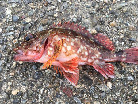 太刀魚狙いのはずが