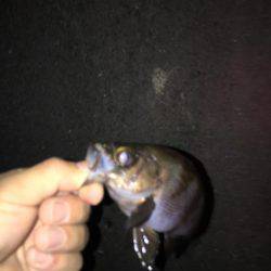 メバリングからショアジギ