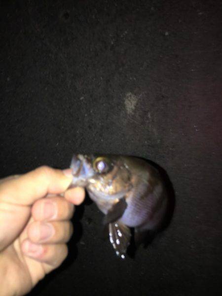 メバリングからショアジギ