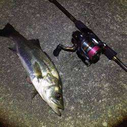 コツ掴みました