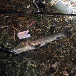 荒川シーバス、ハクパターン！リベンジ！