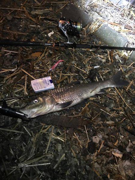 荒川シーバス、ハクパターン！リベンジ！