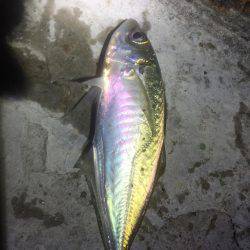 久しぶりのアジング