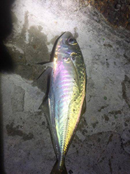 久しぶりのアジング