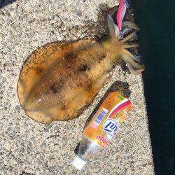 春イカエギング