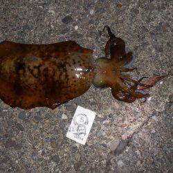 SST(泉南ソルトウォータートーナメント)