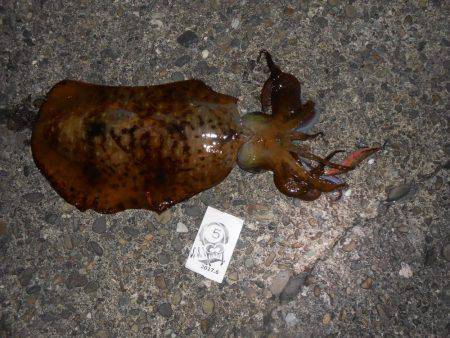 SST(泉南ソルトウォータートーナメント)