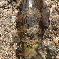 ラスト春イカ❗️