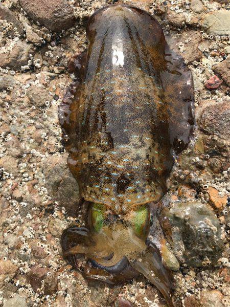 ラスト春イカ❗️